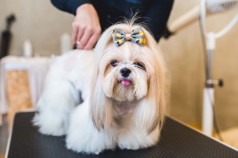 Shih Tzus
