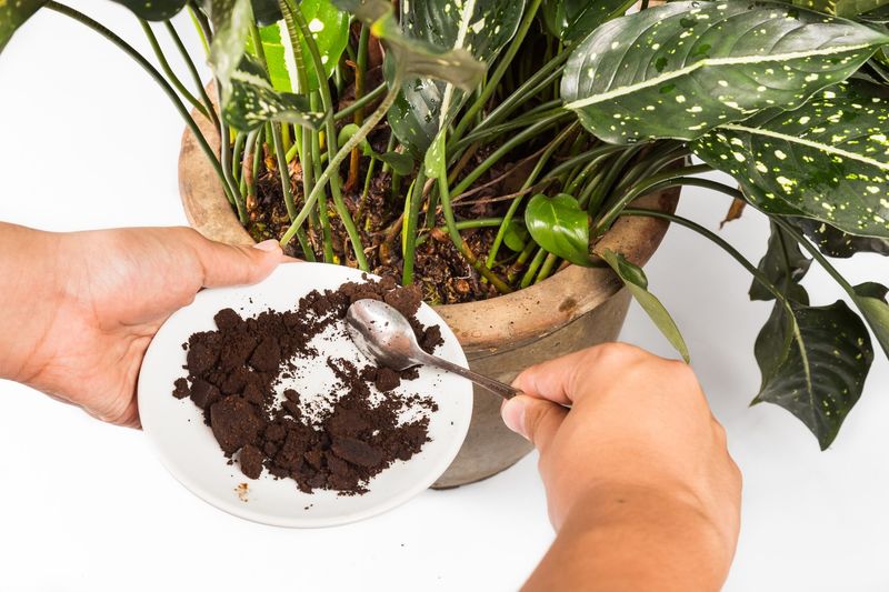 Coffee Grounds