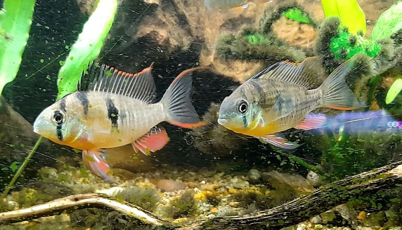 Bolivian Butterfly Cichlid