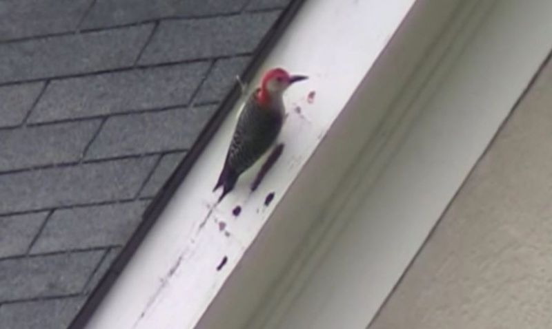Exterior Paint Destroyers: Woodpeckers