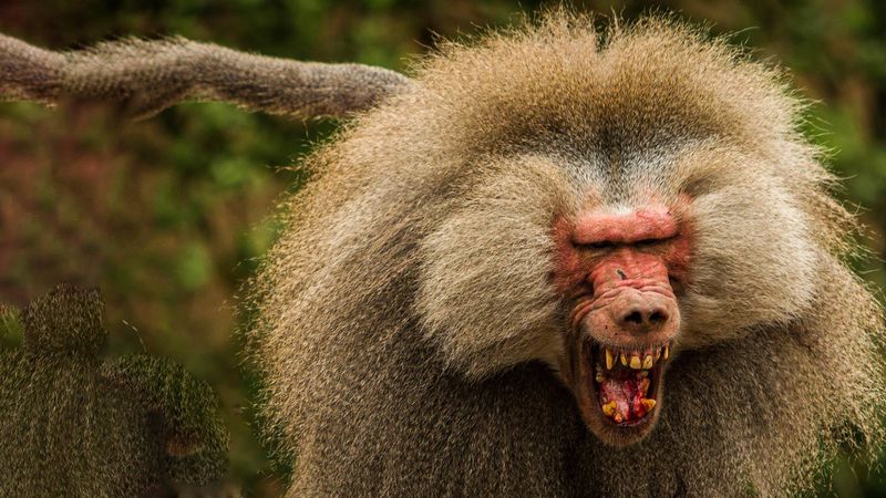 Baboon