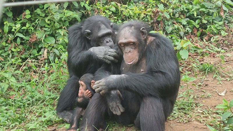 Chimpanzee