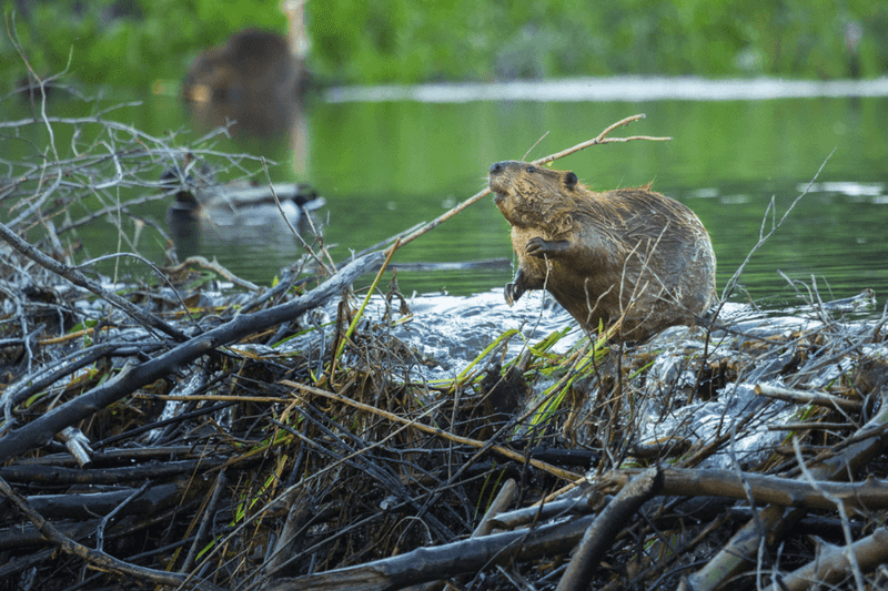 Beavers