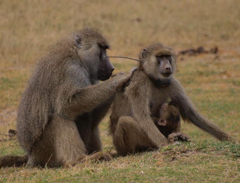 Friendship As Survival Strategy