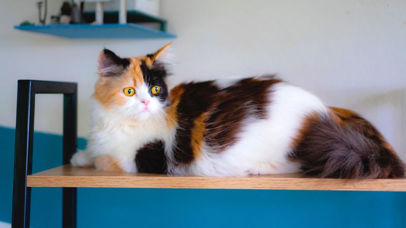 Calico Patchwork