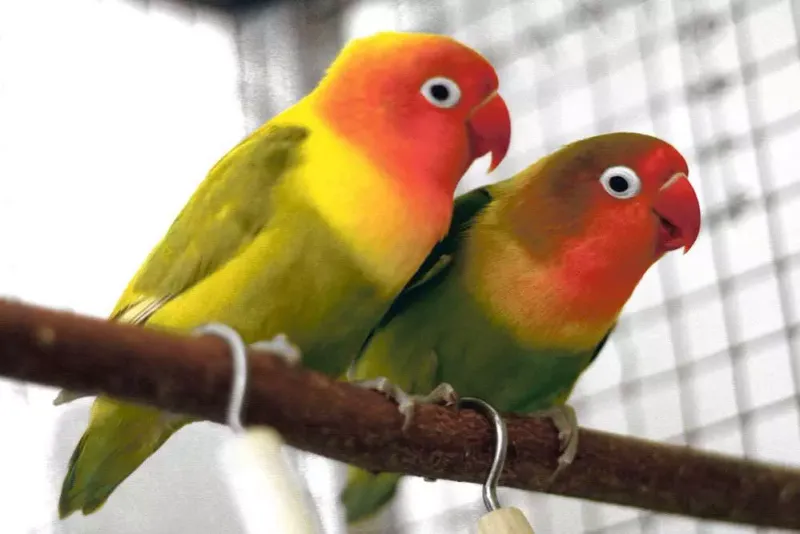 Lovebird