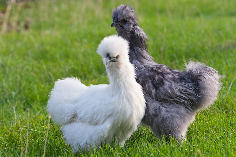 Silkie Chickens: Feathers Like Satin