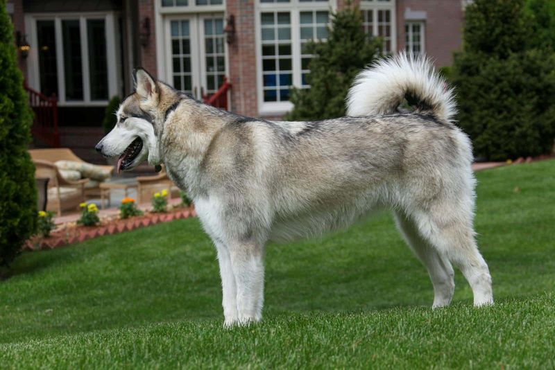 Alaskan Malamute: Working Dogs, Not Cuddle Buddies