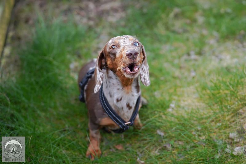Dachshunds: Stubborn Little Diggers
