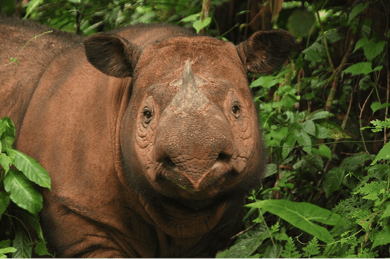 Sumatran Rhino