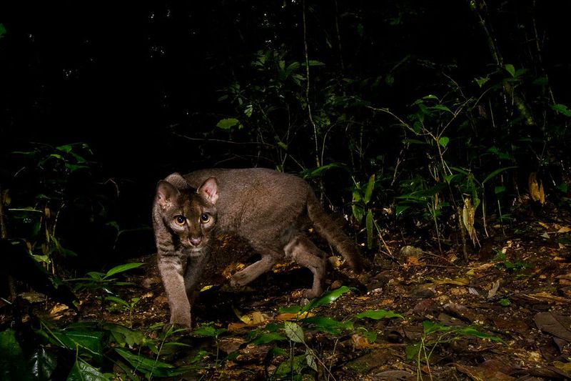 African Golden Cat