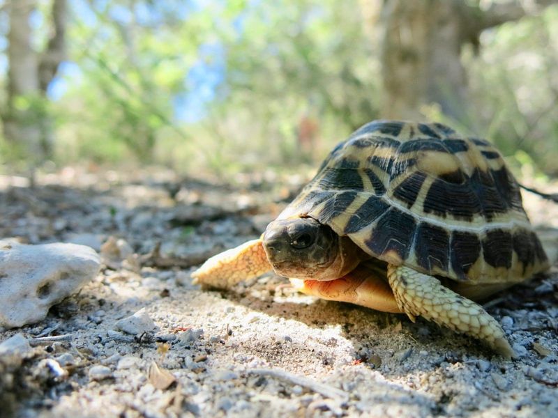 Spotted Tortoise