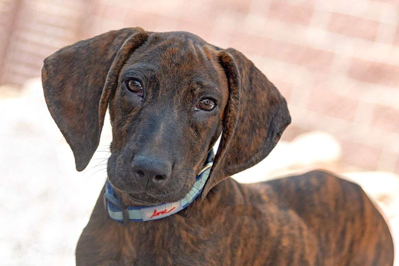Plott Hound: The Mountain Bear Hunter