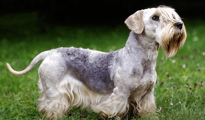 Cesky Terrier – The Quiet Czech Rarity