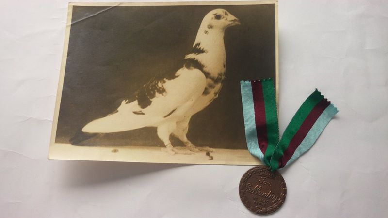Paddy: The Pigeon Who Announced D-Day Success