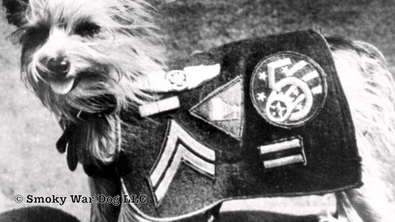 Smoky: The Yorkie Who Saved Lives And Spirits