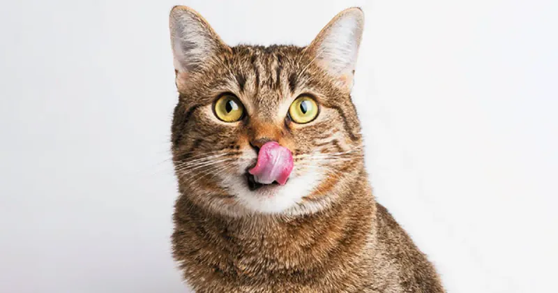 Licking Lips