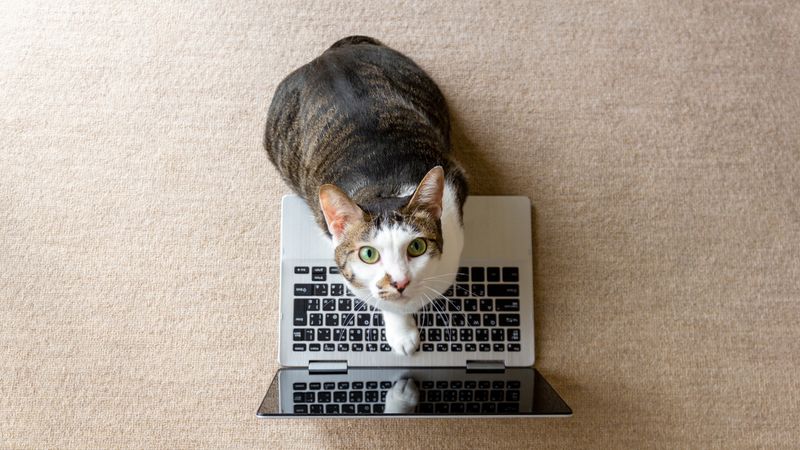 Sitting On Your Belongings