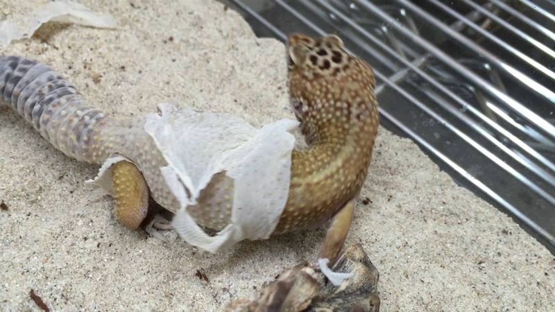 Geckos Eat Their Shedded Skin