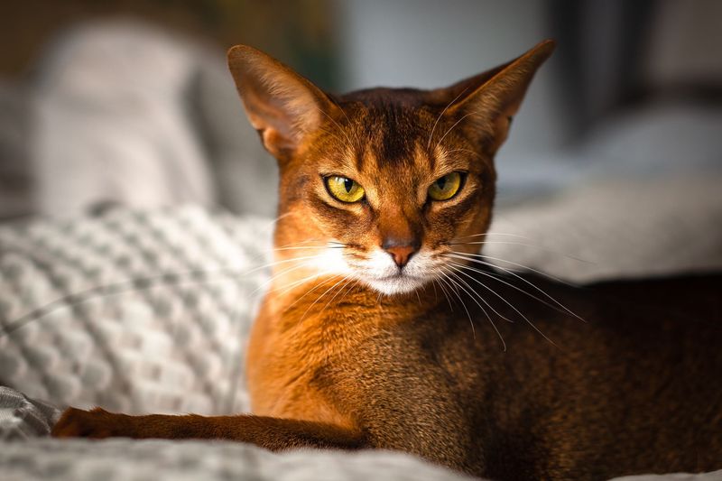 Cinnamon: The Rarest Coat Color
