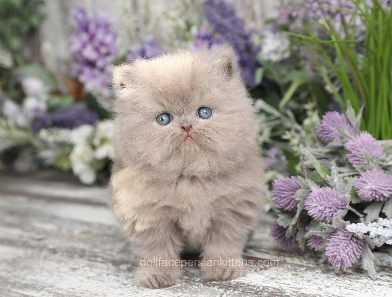 Lavender Mist