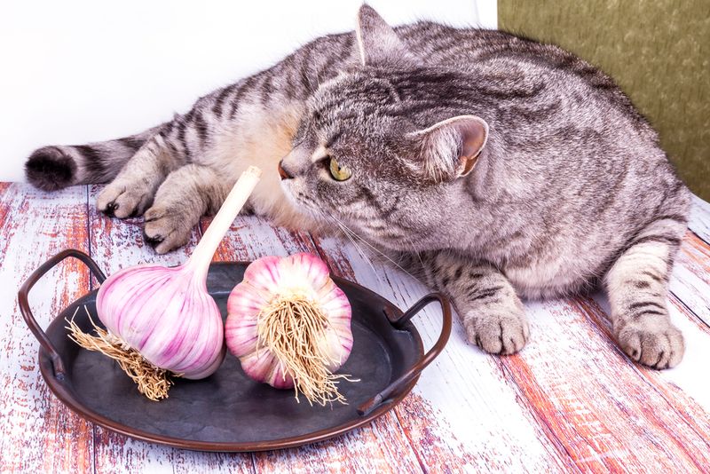 Onions & Garlic - Hidden Dangers