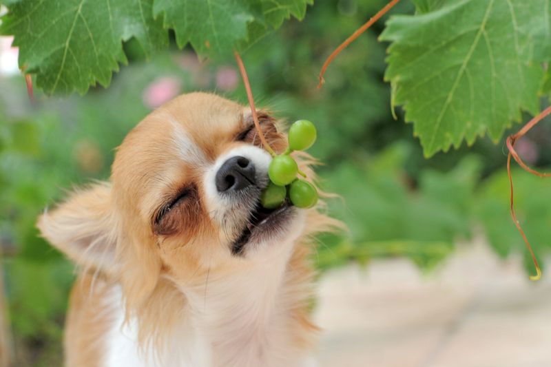 Grapes And Raisins