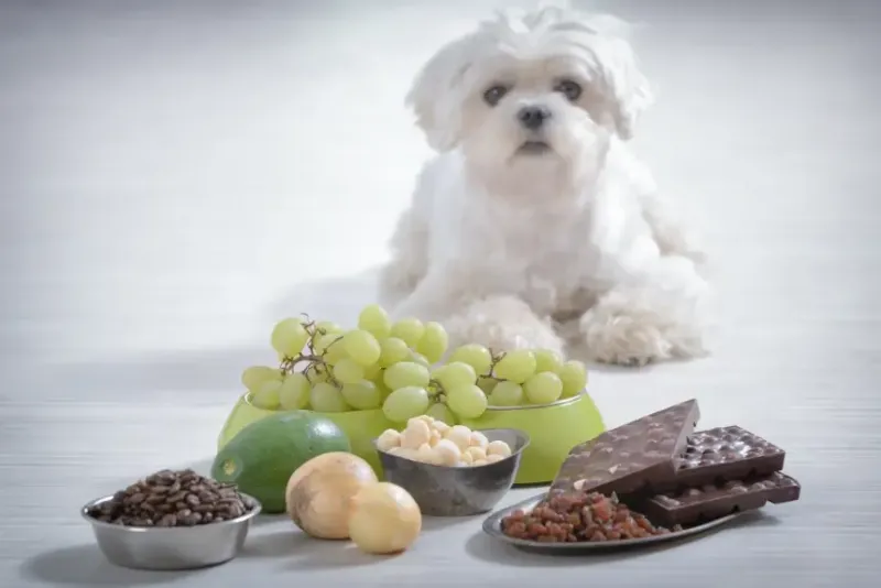 Grapes And Raisins