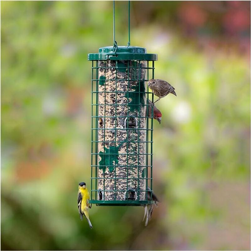 Place Feeders On An Elevated Location