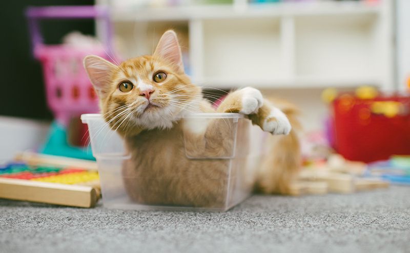 Skipping The Pre-Adoption Research
