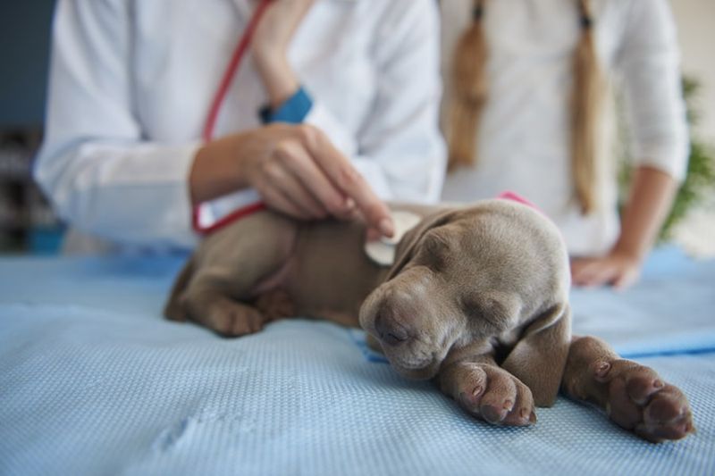 Vet Visits And Preventative Care