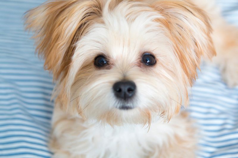 Morkie: The Maltese-Yorkie Cuddle Champion