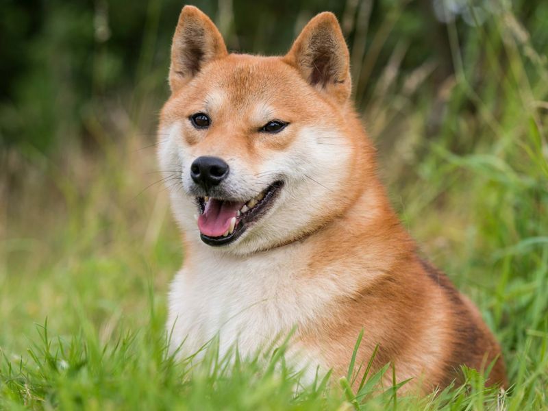 Shiba Inu – The Canine Comedian