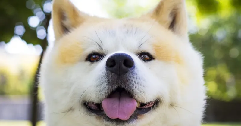 Akita