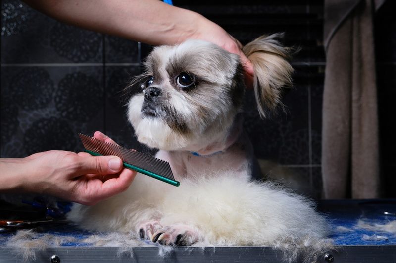 Shih Tzu
