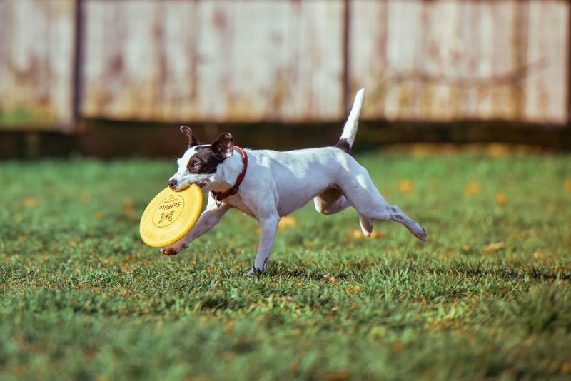 Jack Russell Terrier
