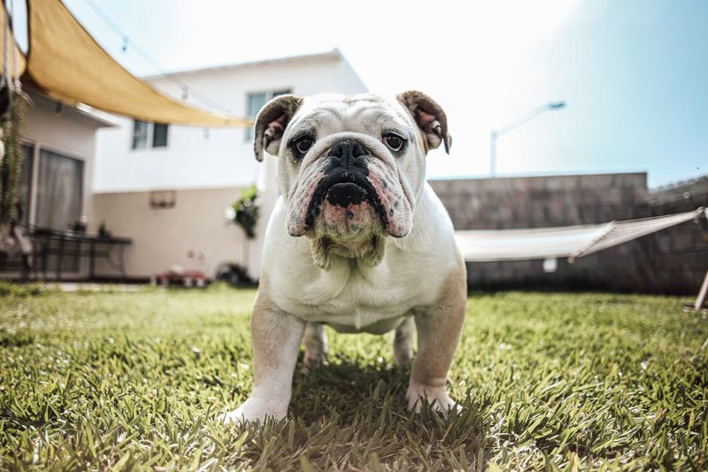 English Bulldog's Ongoing Expenses