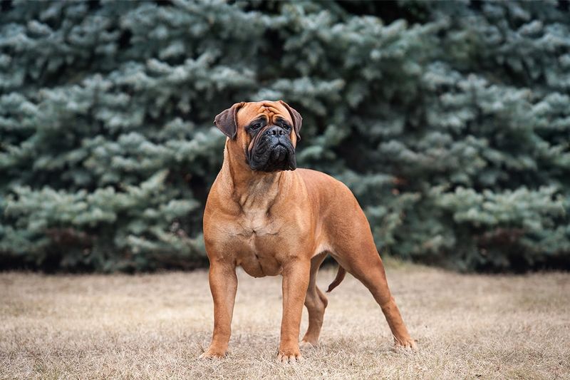 Bullmastiff 
