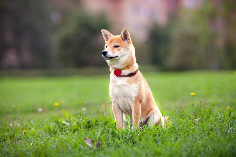 Shiba Inu