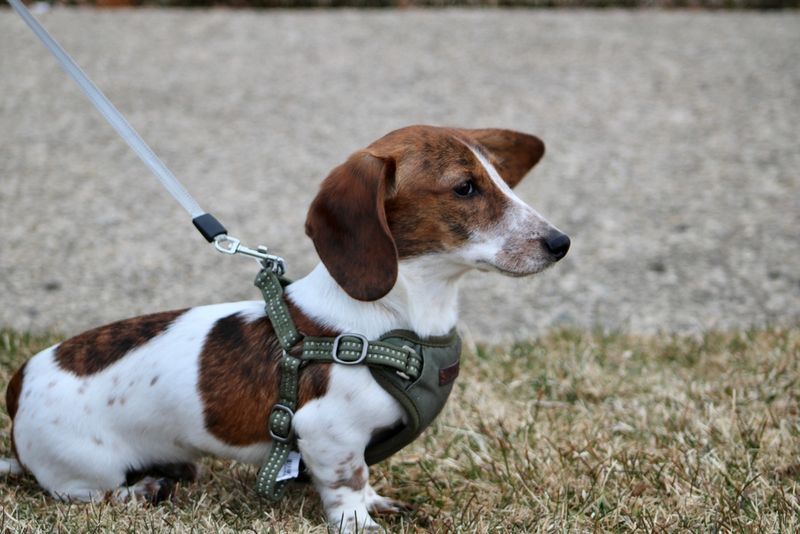Dachshund
