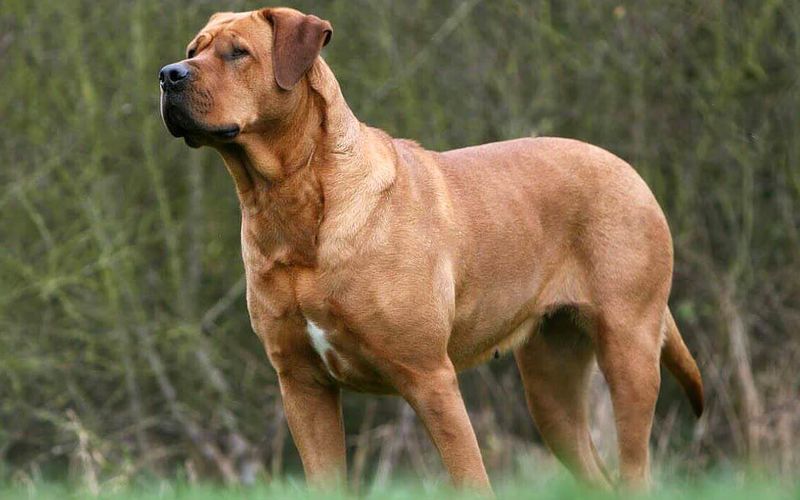 Tosa Inu - Japanese Fighting Dogs Rarely Seen In America