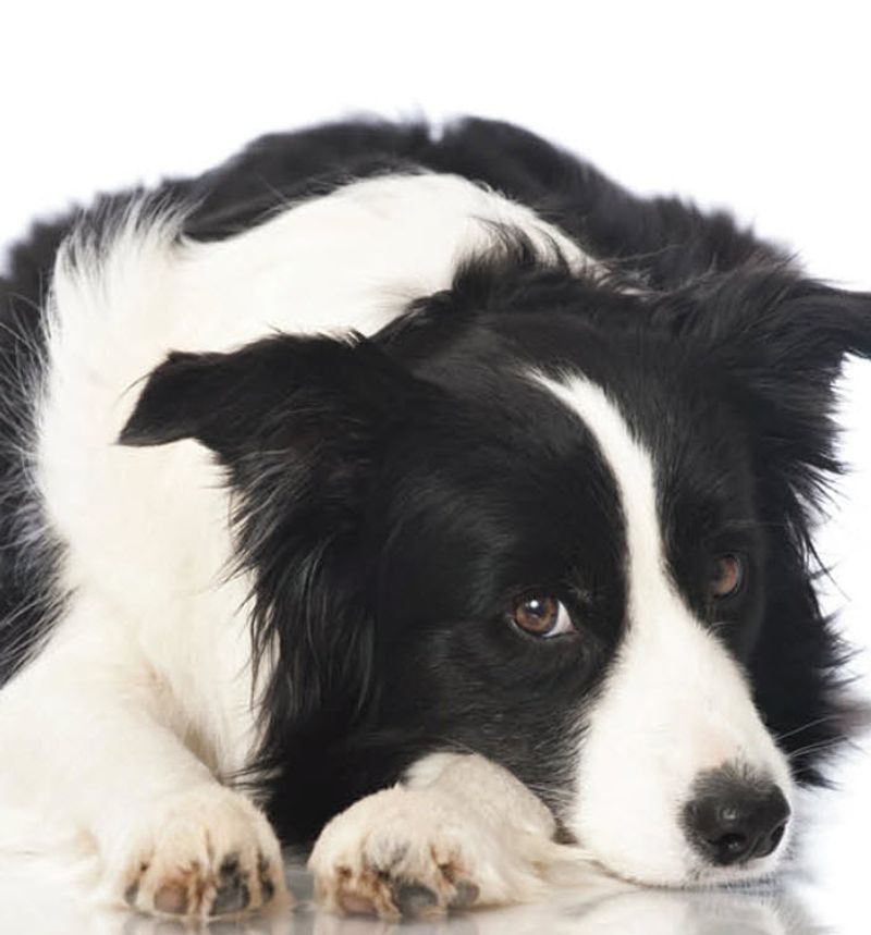 Border Collie: Too Busy for Bedtime