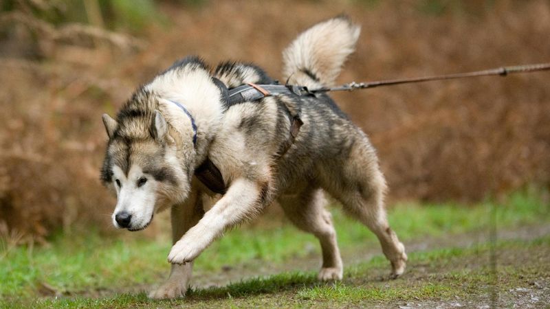 Alaskan Malamute: Powerful Sled Dogs With A Mind Of Their Own