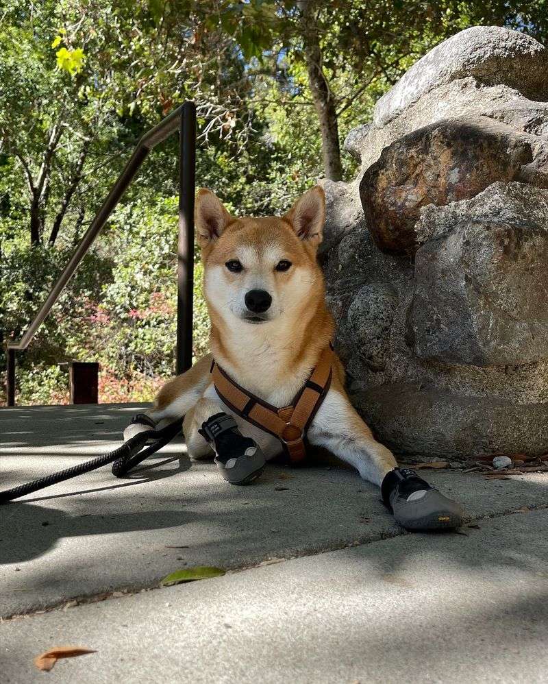 Shiba Inu