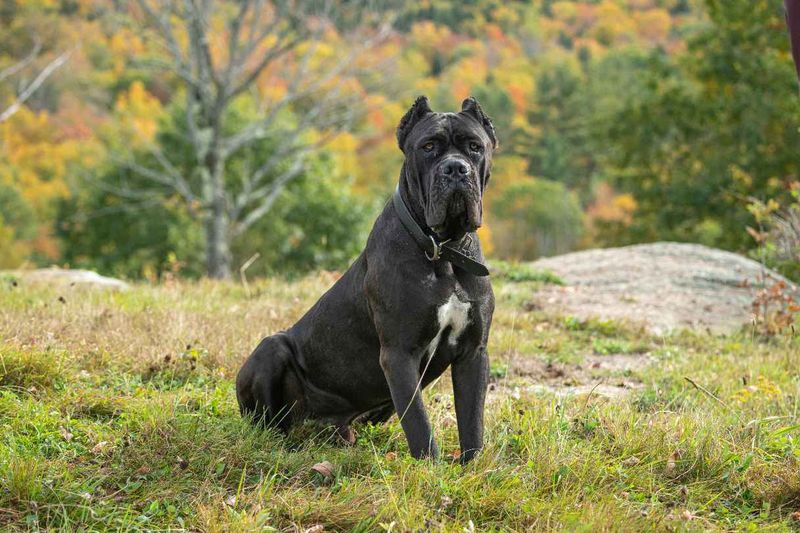 Cane Corsos