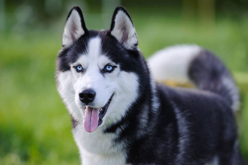 Siberian Huskies