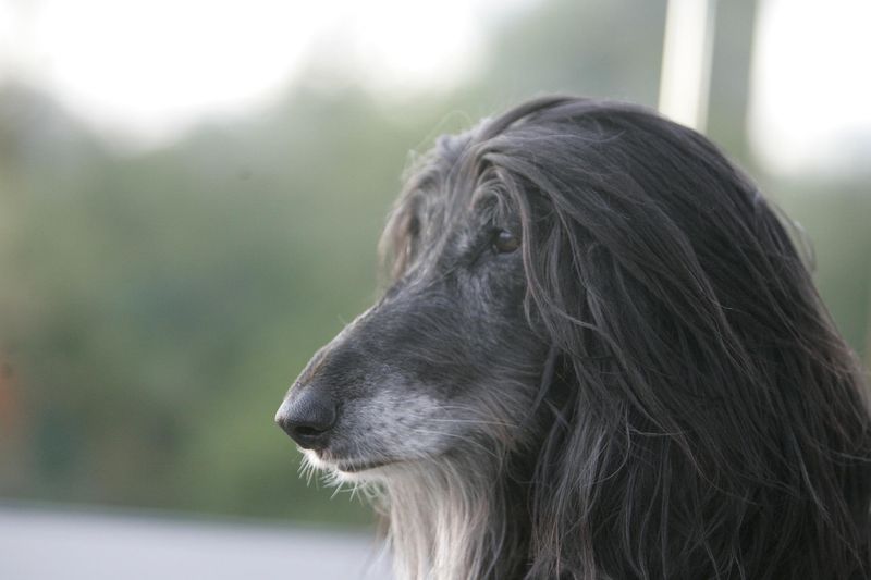 Afghan Hounds: Elegant Introverts With Old-World Grace