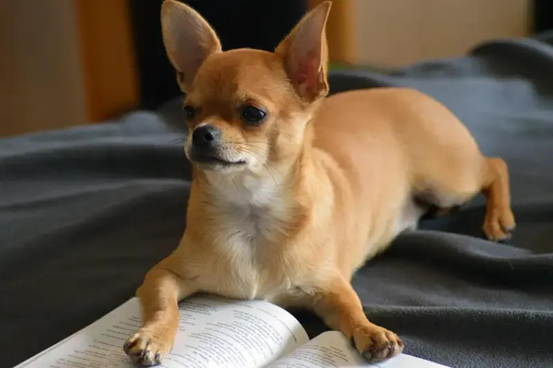 Chihuahuas: Tiny But Temperamental