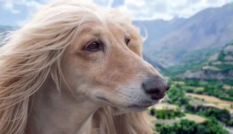 Afghan Hounds