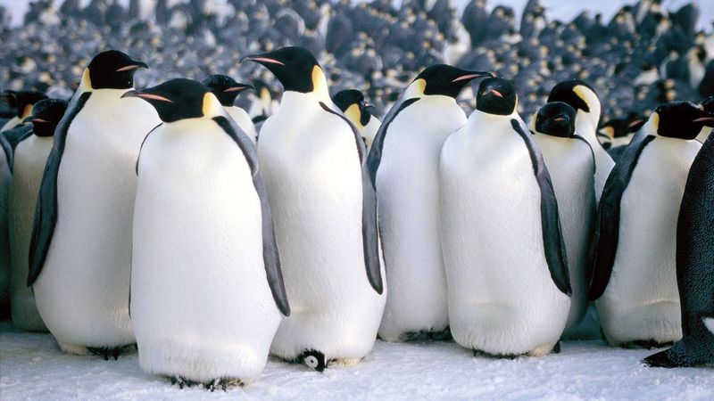 Emperor Penguins' Final March